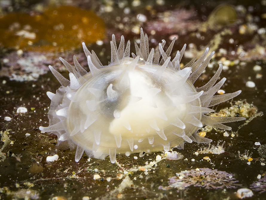 Galeommatidae 03